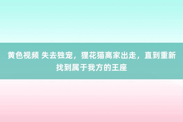 黄色视频 失去独宠，狸花猫离家出走，直到重新找到属于我方的王座